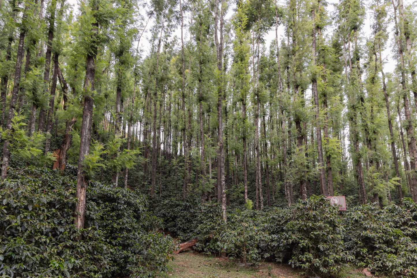 Discovery Sampler: Karnataka, India
