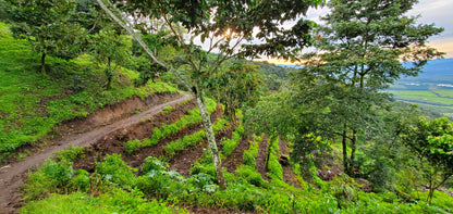 Finca El Jardin • Guatemala